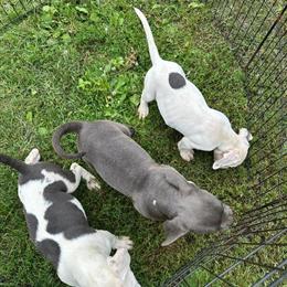 XL Pitbull Cross Puppies Available in Luck, wi