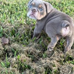 English Bulldog Male 8 Weeks Looking for Forever Home in Miami, fl