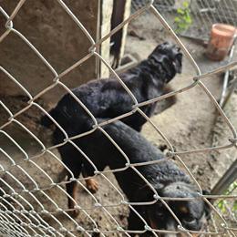 Rottweiler puppies expected on August 25th in Durham, nc