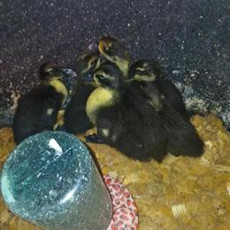 Muscovy Ducklings for Sale - 2 Weeks Old in Kalamazoo, mi