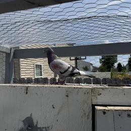 Malwayi Pigeons for Sale - Good Breeders in Indianapolis, in