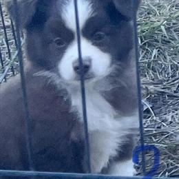 Toy Australian Shepherd Puppies Ready for Loving Homes in Huntsville, tx