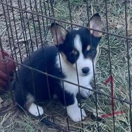 Pembroke Welsh Corgi Puppies for Loving Families in Huntsville, tx