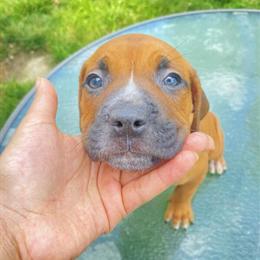 Low Ticket Puppies Available for Adoption in Columbus, oh