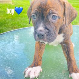 American Bully Puppies for Sale in Columbus, oh