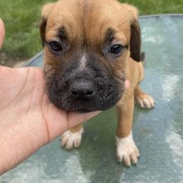 American Bully Puppies for Sale - 3 Girls and 2 Boys Available in Columbus, oh