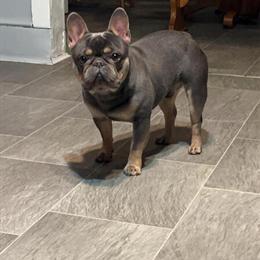 Stud French Bulldog Available in Richmond, va