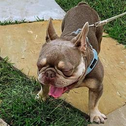 Male French Bulldog Available for Adoption in Garland, tx