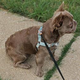 Male French Bulldog Available for Adoption in Garland, tx