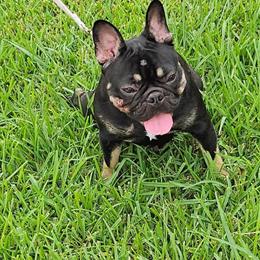 AKC Female French Bulldog for Adoption in Garland, tx