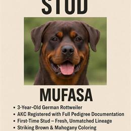 German Rottweiler Stud Mufasa Available for Service in Mount Clemens, mi