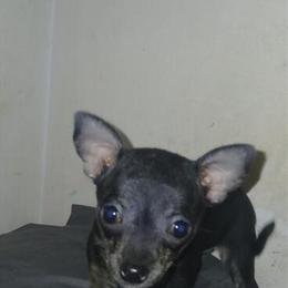 Female Chihuahua Puppy for Rehoming in South Bend, in