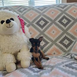 Miniature Pinschers for Sale - 8 Weeks Old in Winston-Salem, nc