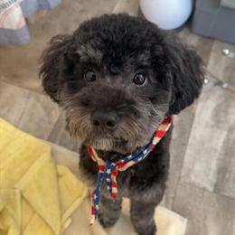 Poodle Stud Service Available - AKC Registered Otis in Goshen, oh