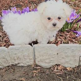 Akc Maltese Puppies in Bellevue, oh
