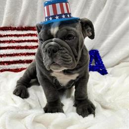 English Bulldog Puppies Available for Forever Homes in New Port Richey, fl