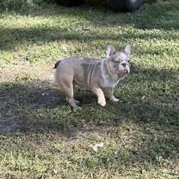 Merle Male French Bulldog Ready for a New Home in New Port Richey, fl