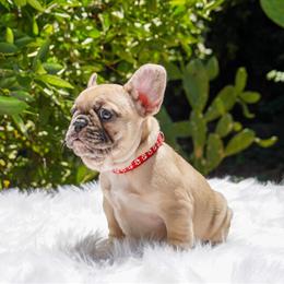 Fawn Male French Bulldog Ready for Forever Home in Riverside, ca