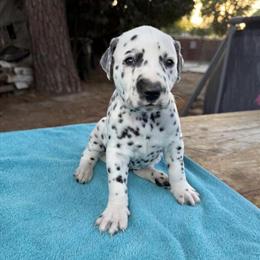 Dalmatian Puppies Available - Purebred and Ready for New Homes in Riverside, ca
