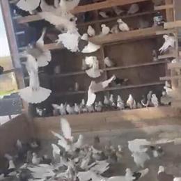Afghan Pigeon for Sale - Homing and Racing in Woodland Hills, ca