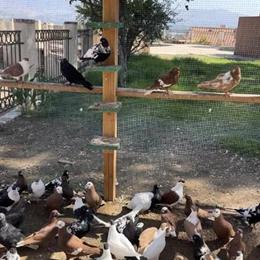 Shirazi Pigeons for Sale - Beautiful Colors and Great Quality in Woodland Hills, ca