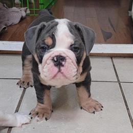 UKC Old English Bulldog Puppies for Adoption in Stockton, ca