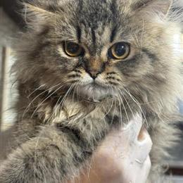 Persian Kitten for Sale in Warren, mi