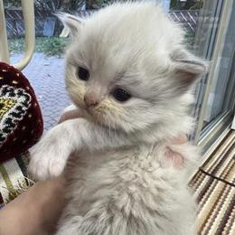 British Longhair Kitten for Sale in Warren, mi