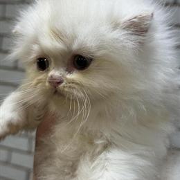 Persian Kitten Available in Warren, mi