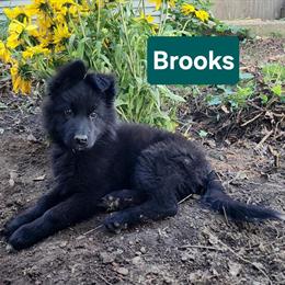 German Shepherd Puppies - Long Coated and Family Raised in Gobles, mi