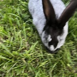 Champagne d'Argent Buck for Sale in Bryan, oh