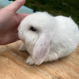 Holland Lop Buck Available in Bryan, oh