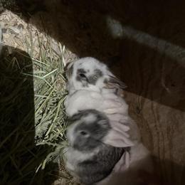 Lion's Head and Lop Ear Bunnies Available in Hartford, ct