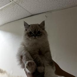 Male Persian Cats Available in Hartford, ct