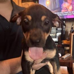 Jack Chi Puppies Needing Loving Homes in Columbus, oh