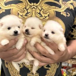 Pomeranian Puppies Available - Mini Size, Shots Included in Moreno Valley, ca