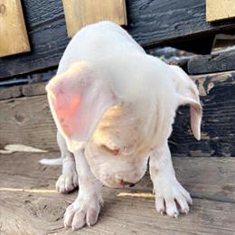 Pit Bull Puppies - 9 Weeks Old in Hillsdale, mi