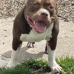 Chocolate Tri Male Dog Available for Rehoming in Chicago, il