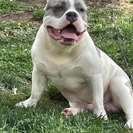 Male American Bully Looking for a New Home in Chicago, il