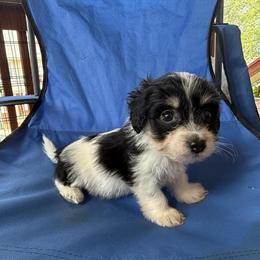 Cavapoo Puppies for Sale in Philadelphia, pa