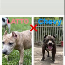 Merle American Bully puppies for sale in Augusta, ga