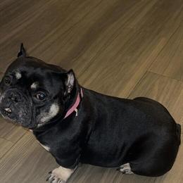 Exotic Bully Available in Orlando, fl