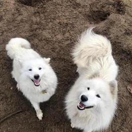 Adult Samoyeds for Adoption in Fountain, mi