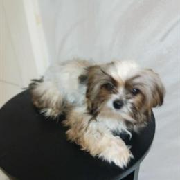 Toy Male Shorkie Looking for a New Home in Chicago, il
