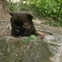 Chow Chow Puppies Available in Watertown, ny