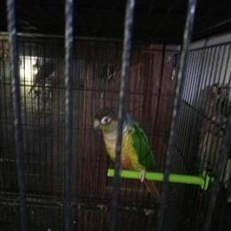 Green Cheek Conures Breeding Pair for Rehoming in Cleveland, oh