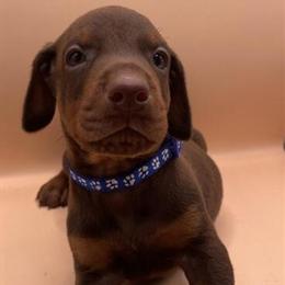 Doberman Puppies for Sale - Exceptional Quality with European Bloodline in Miami, fl