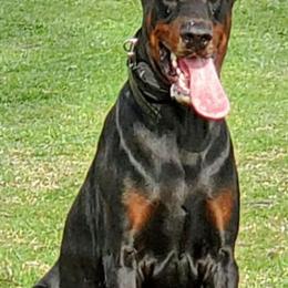 Doberman Puppies for Sale in Miami, fl