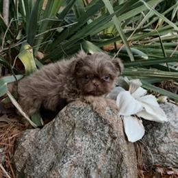 Shih Tzu Puppies Ready for New Homes in Bay City, mi