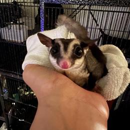 Sugar Glider for Adoption in Bel Air, md